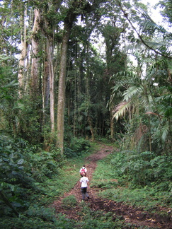 IMG 6336 Terug door Primair bos te zien door de aanwezigheid van palmen
