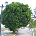 IMG 7594 Enorme Ficus op de causeway zoek Eelco