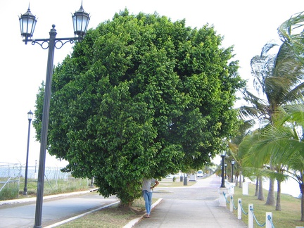 IMG 7594 Enorme Ficus op de causeway zoek Eelco