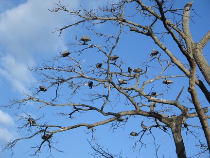 IMG 7636 Bomen vol pelikanen stinken naar vis