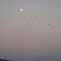 IMG 7443 Maansopkomst met heel veel vogels in de lucht