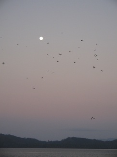 IMG 7443 Maansopkomst met heel veel vogels in de lucht