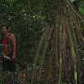 IMG 7302 Aparte boom die door de indianen gebruikt wordt voor huizenbouw