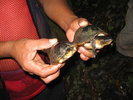 IMG 7304 Waterschildpadden