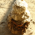 IMG 2585 Baby mummie