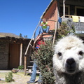 IMG 2915 Binnenplaats van het hostel met Alpaca