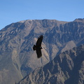 IMG 3177 Condor bij Cruz del Condor
