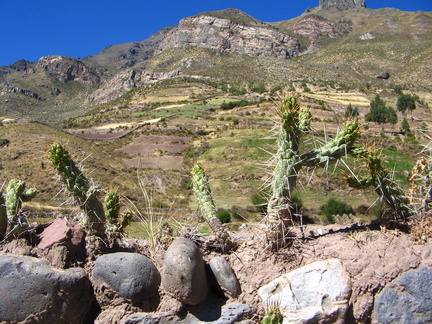 IMG 2919 Onderweg naar La Caldera muurtjes met cactussen er bovenop