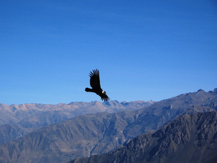 IMG 3181 Condor bij Cruz del Condor