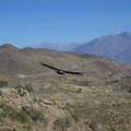 IMG 3204 Condor bij Cruz del Condor