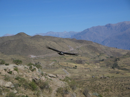 IMG 3204 Condor bij Cruz del Condor