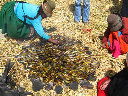 IMG 7966 Vissen worden op hete stenen klaargemaakt voor de markt op zondag