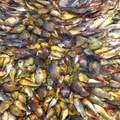 IMG 7967 De originele visjes van Titikaka zijn klein