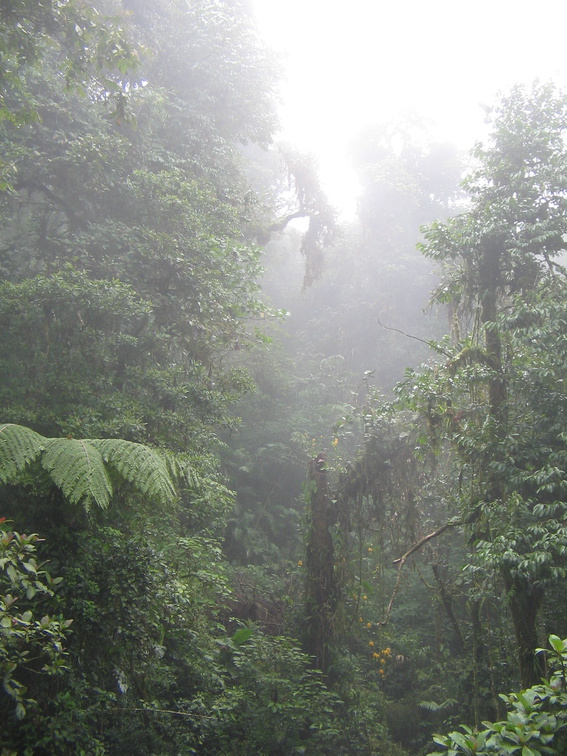 IMG 5055 Jungle in de mist