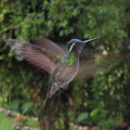 IMG 5107 Kolibri vliegend