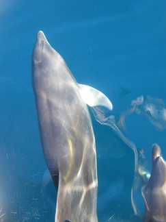 IMG 1322 Bottle nosed dolfijnen zwemmen voor de boot uit
