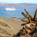 IMG 1346 Brachycereus Lava Cactus op Bartolom met groot cruise schip op de achtergrond