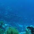 P5160104 White tip reef shark foto Coen