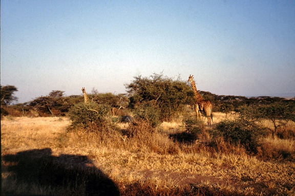 1990 Africa 0806