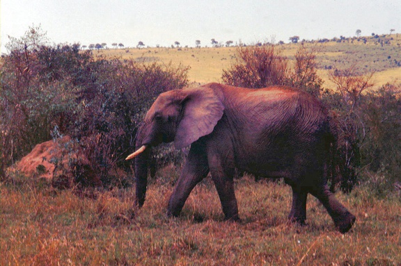 1990 Africa 0807