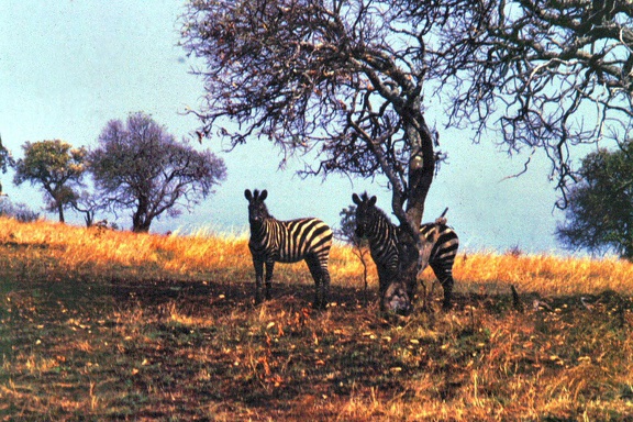 1990 Africa 0766